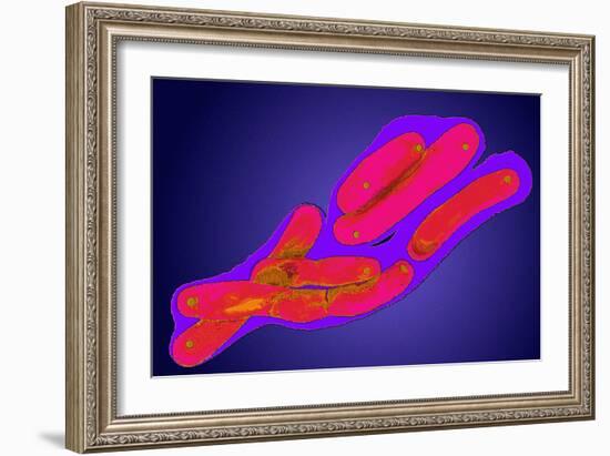 Mycobacterium Tuberculosis Bacteria-Dr. Linda Stannard-Framed Photographic Print