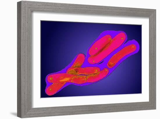 Mycobacterium Tuberculosis Bacteria-Dr. Linda Stannard-Framed Photographic Print