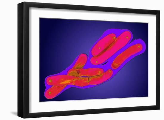 Mycobacterium Tuberculosis Bacteria-Dr. Linda Stannard-Framed Photographic Print