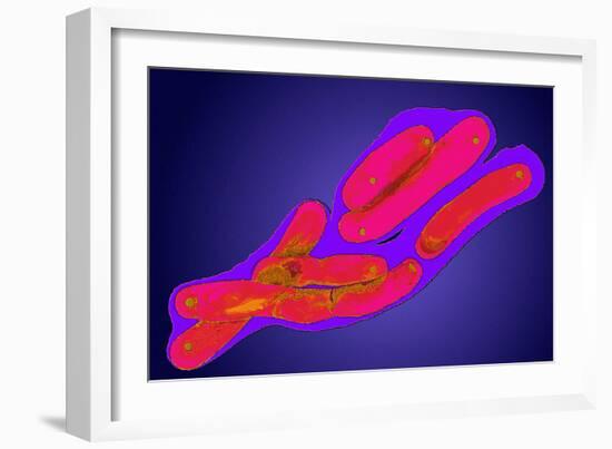 Mycobacterium Tuberculosis Bacteria-Dr. Linda Stannard-Framed Photographic Print