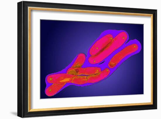Mycobacterium Tuberculosis Bacteria-Dr. Linda Stannard-Framed Photographic Print