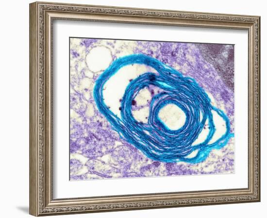 Myelin Surrounding a Nerve Axon, TEM-Science Photo Library-Framed Photographic Print