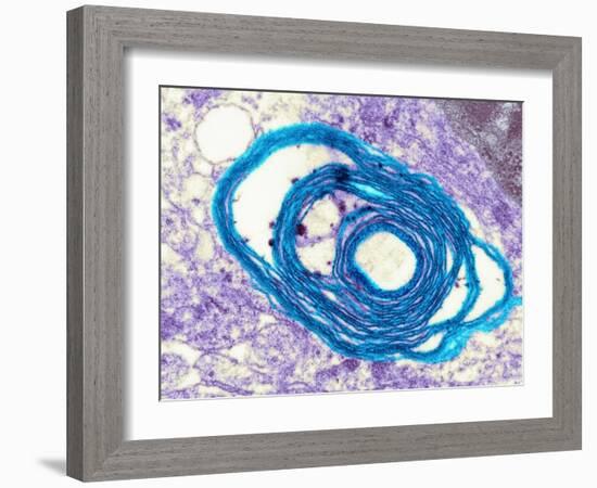 Myelin Surrounding a Nerve Axon, TEM-Science Photo Library-Framed Photographic Print