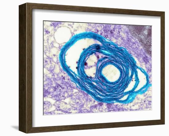 Myelin Surrounding a Nerve Axon, TEM-Science Photo Library-Framed Photographic Print