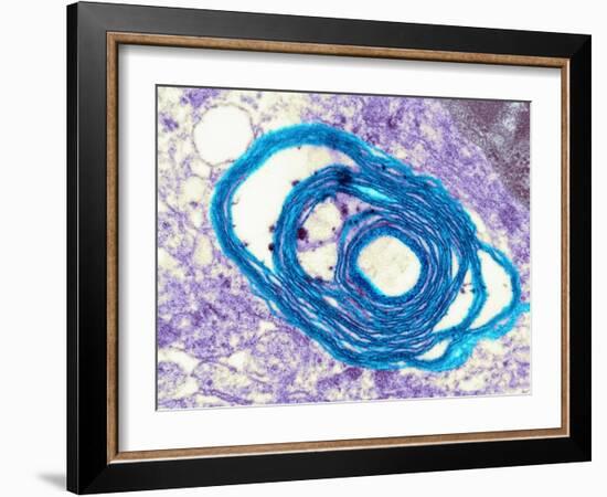 Myelin Surrounding a Nerve Axon, TEM-Science Photo Library-Framed Photographic Print
