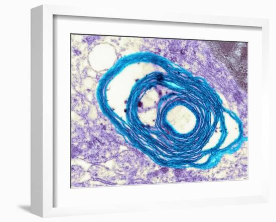 Myelin Surrounding a Nerve Axon, TEM-Science Photo Library-Framed Photographic Print