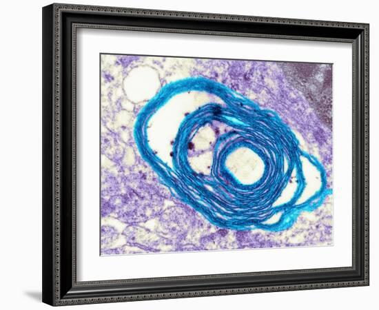 Myelin Surrounding a Nerve Axon, TEM-Science Photo Library-Framed Photographic Print