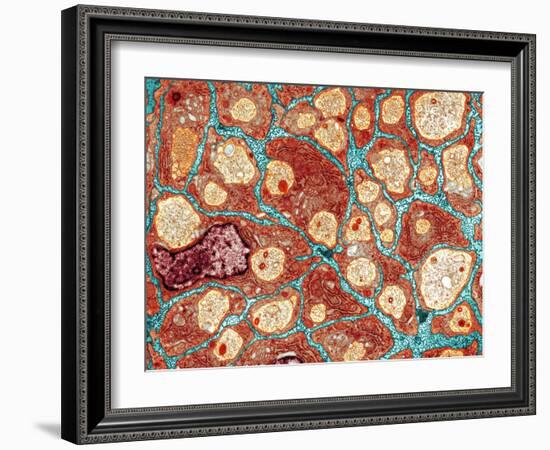 Myelination of Nerve Fibres, TEM-Thomas Deerinck-Framed Photographic Print