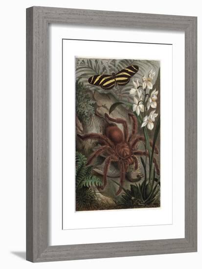 Mygalomorphae by Alfred Edmund Brehm-Stefano Bianchetti-Framed Giclee Print