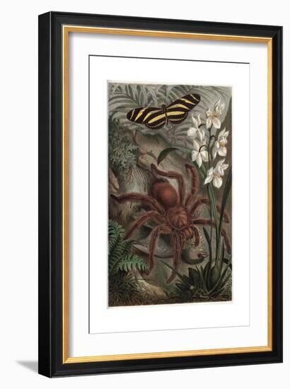 Mygalomorphae by Alfred Edmund Brehm-Stefano Bianchetti-Framed Giclee Print