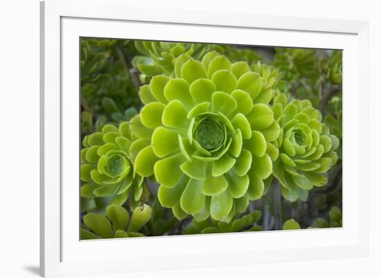 Mykonos, Greece, succulent plant-Julien McRoberts-Framed Photographic Print