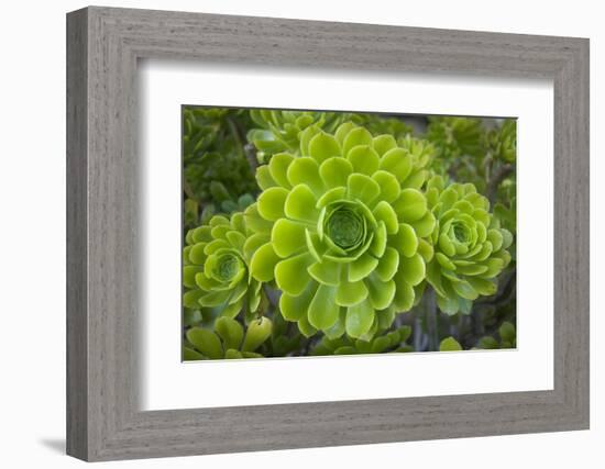 Mykonos, Greece, succulent plant-Julien McRoberts-Framed Photographic Print