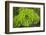 Mykonos, Greece, succulent plant-Julien McRoberts-Framed Photographic Print