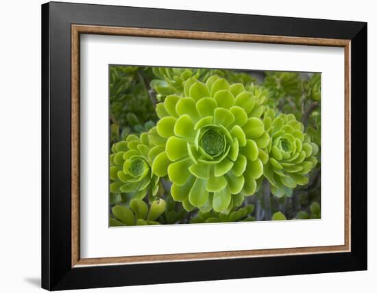 Mykonos, Greece, succulent plant-Julien McRoberts-Framed Photographic Print