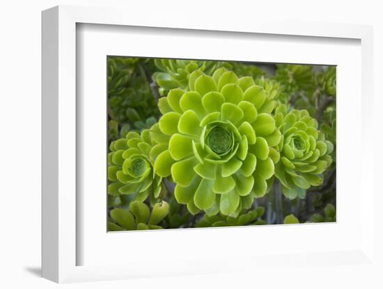 Mykonos, Greece, succulent plant-Julien McRoberts-Framed Photographic Print