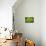 Mykonos, Greece, succulent plant-Julien McRoberts-Mounted Photographic Print displayed on a wall