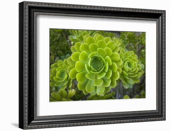 Mykonos, Greece, succulent plant-Julien McRoberts-Framed Photographic Print