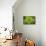 Mykonos, Greece, succulent plant-Julien McRoberts-Photographic Print displayed on a wall