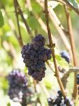 Pinot Noir Grapes on the Vine, New Zealand-Myles New-Framed Photographic Print