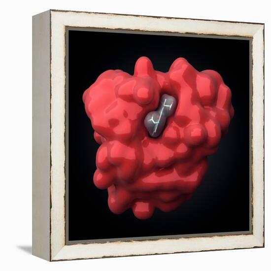 Myoglobin Molecule-Visual Science-Framed Premier Image Canvas