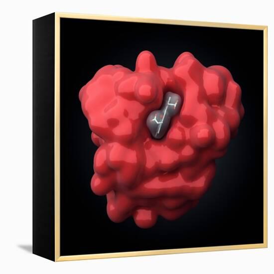 Myoglobin Molecule-Visual Science-Framed Premier Image Canvas