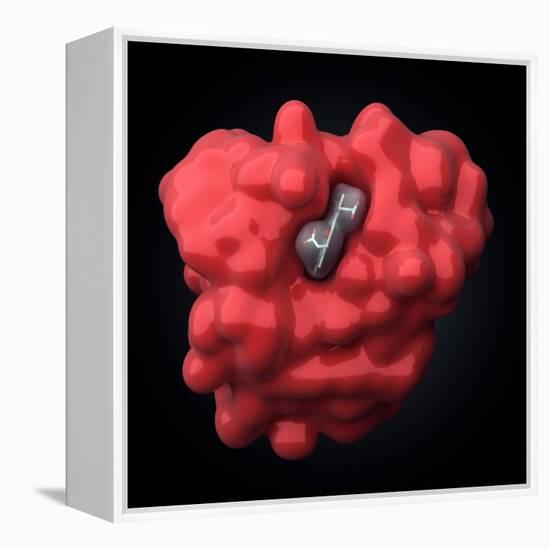 Myoglobin Molecule-Visual Science-Framed Premier Image Canvas