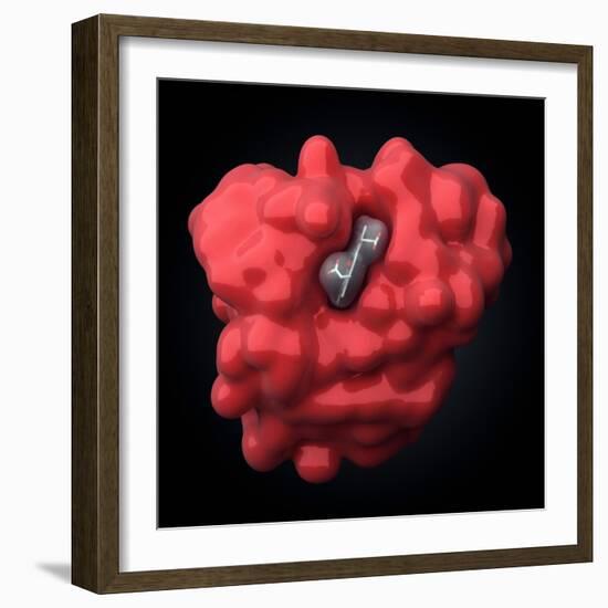Myoglobin Molecule-Visual Science-Framed Premium Photographic Print