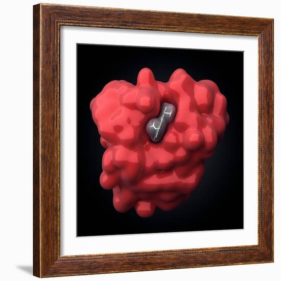 Myoglobin Molecule-Visual Science-Framed Premium Photographic Print