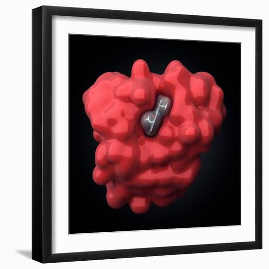 Myoglobin Molecule-Visual Science-Framed Premium Photographic Print