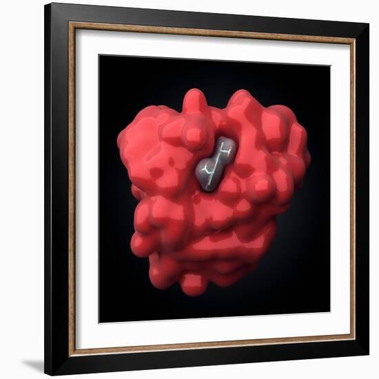 Myoglobin Molecule-Visual Science-Framed Premium Photographic Print