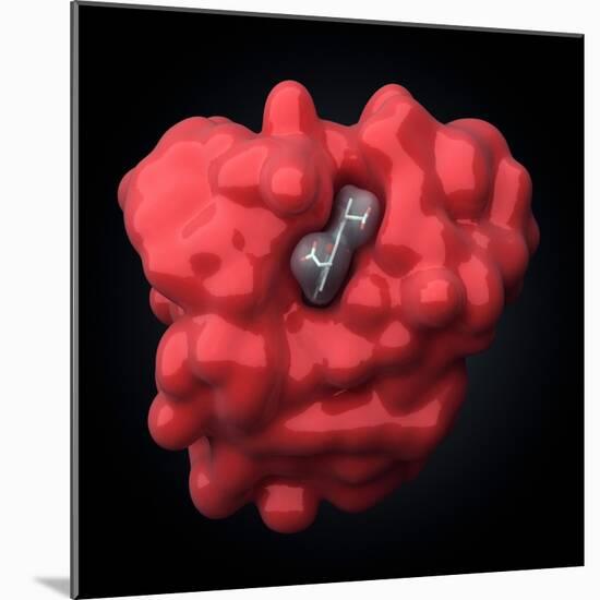 Myoglobin Molecule-Visual Science-Mounted Premium Photographic Print