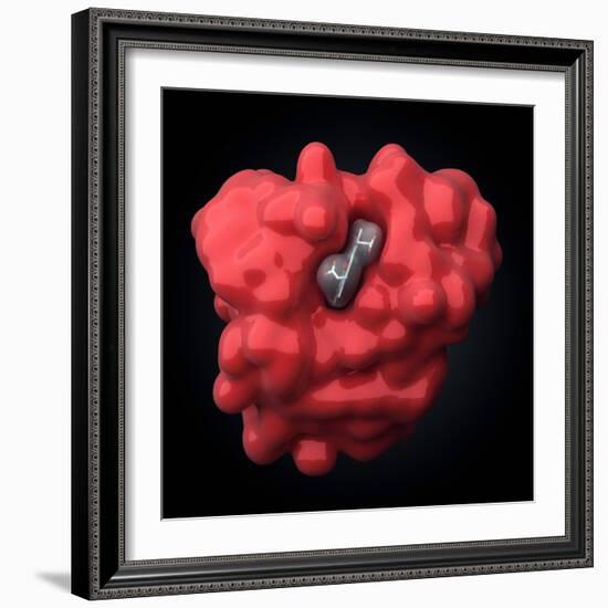 Myoglobin Molecule-Visual Science-Framed Premium Photographic Print