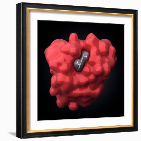 Myoglobin Molecule-Visual Science-Framed Premium Photographic Print