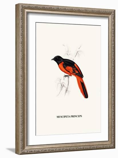 Myophon Us Temmenckii-A Century Of Birds From The Himalaya Mountains-John Gould & William Hart-John Gould-Framed Art Print