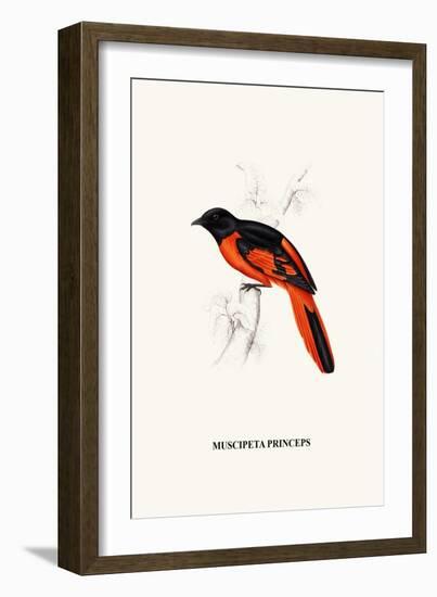 Myophon Us Temmenckii-A Century Of Birds From The Himalaya Mountains-John Gould & William Hart-John Gould-Framed Art Print