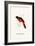 Myophon Us Temmenckii-A Century Of Birds From The Himalaya Mountains-John Gould & William Hart-John Gould-Framed Art Print
