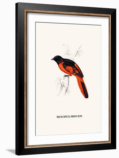 Myophon Us Temmenckii-A Century Of Birds From The Himalaya Mountains-John Gould & William Hart-John Gould-Framed Art Print