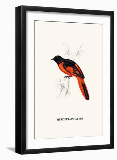 Myophon Us Temmenckii-A Century Of Birds From The Himalaya Mountains-John Gould & William Hart-John Gould-Framed Art Print