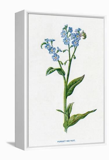 Myosotis Palustris-F Edward Hulme-Framed Stretched Canvas