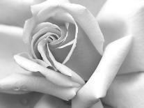 Rose Petals In Black And White-mypokcik-Framed Premier Image Canvas