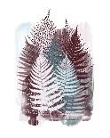 Ferny Fronds II-Myriam Tebbakha-Giclee Print