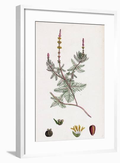 Myriophyllum Spicatum Spiked Water-Milfoil-null-Framed Giclee Print