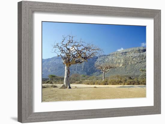 Myrrh Tree-Diccon Alexander-Framed Photographic Print