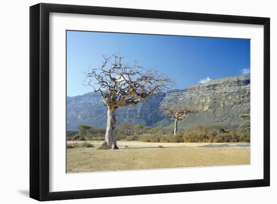 Myrrh Tree-Diccon Alexander-Framed Photographic Print