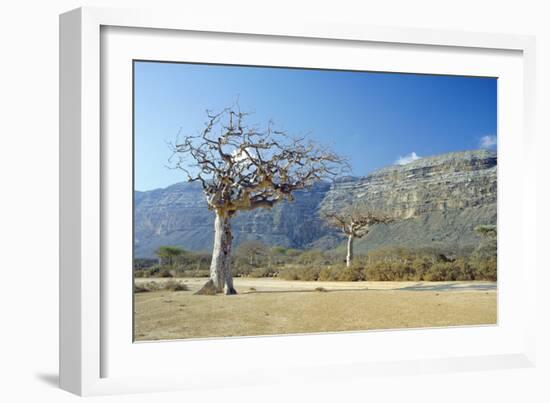 Myrrh Tree-Diccon Alexander-Framed Photographic Print