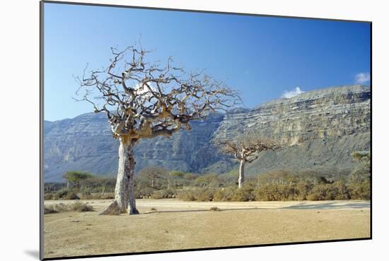 Myrrh Tree-Diccon Alexander-Mounted Photographic Print