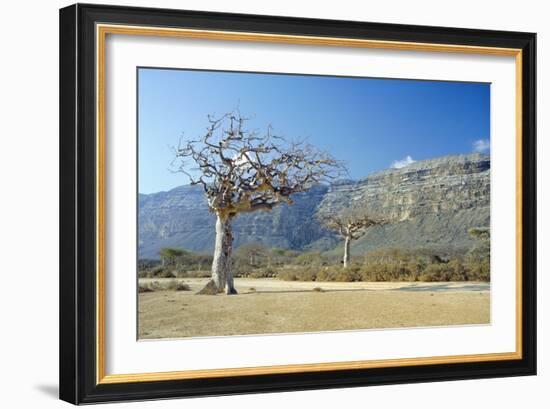 Myrrh Tree-Diccon Alexander-Framed Photographic Print