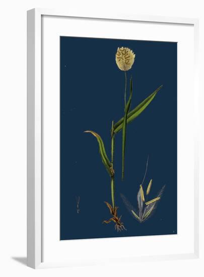 Myrrhis Odorata; Sweet Cicely-null-Framed Giclee Print