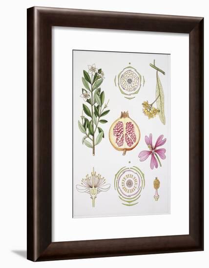 Myrtales and Malvales-null-Framed Giclee Print