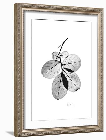 Myrtle Leaves in Black and White Close Up-Albert Koetsier-Framed Art Print